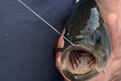 Bass on 7/4/2026