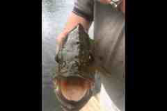bass